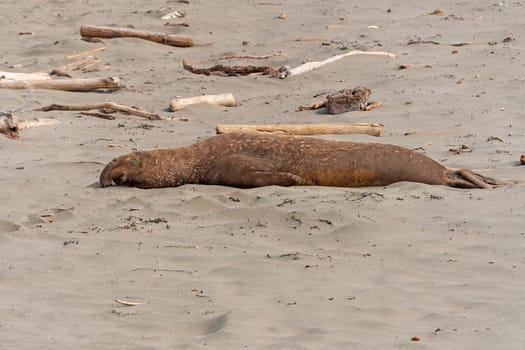 Male Elephant Seal Sleeping on the Beach in the BIg Sur Area of California