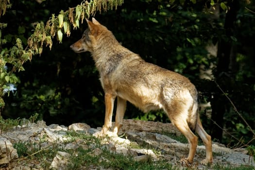 Timberwolf