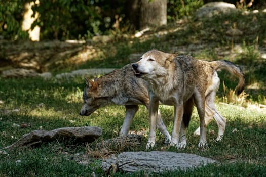 Timberwolf
