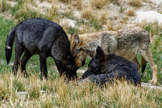 Timberwolf