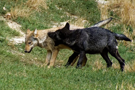 Timberwolf