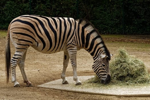 Zebra