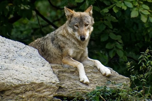 Timberwolf
