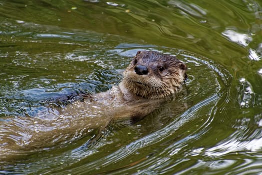Otter