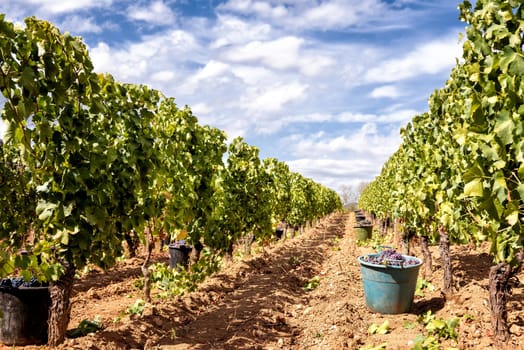 Cannonau grapes. Rows of the vineyard with baskets that contain the grapes during the harvest. Traditional agriculture. Sardinia.