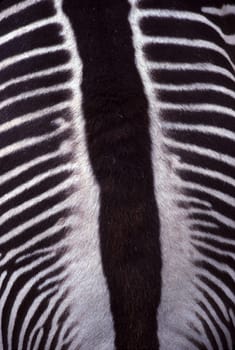 zebra image from above stripes on back detail