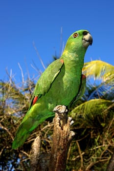 Roatan, Honduras.