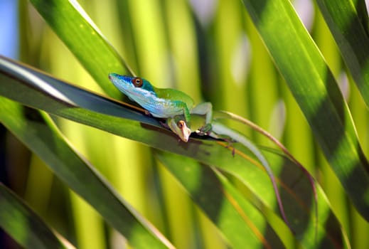 lizards mating