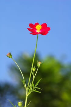 Tropical flower