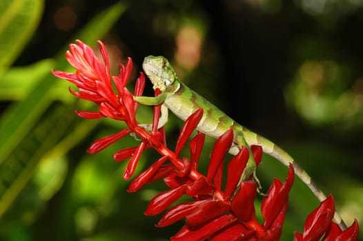 Iguana