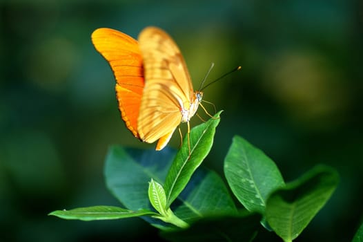 Tropical Butterfly