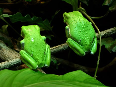 two waxy monkey tree frogs ( phyllomedusa sauvagii ) sit ignoring the crowd