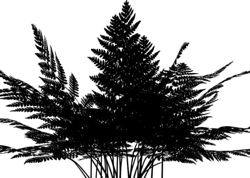 Silhouette of a fern plant