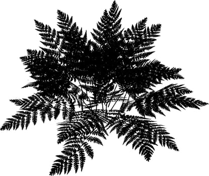 Silhouette of a fern plant