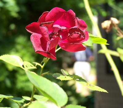A rose pushes towards the sunlight in the midst of a green jungle.