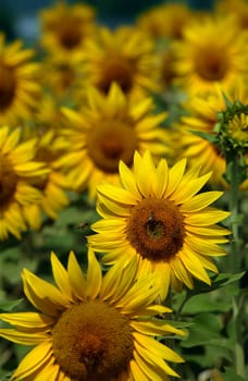 Bee flying towards a sunflower.