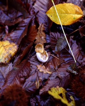this image was taken in the sussex downs. It depcts the decaying forest floor during autmun.