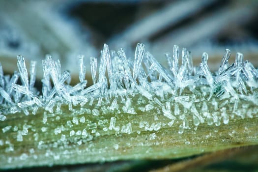 Ice crystals on a blade of grass in winter. Close up of frozen water. Macro shot from nature