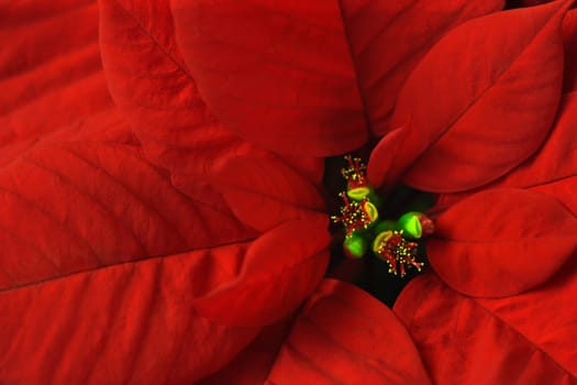 Macro image of a Poinsettia