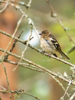 Chaffinch young on a branch in the forest. Brown, gray, green plumage. Small songbird in nature. Animal photo of small bird
