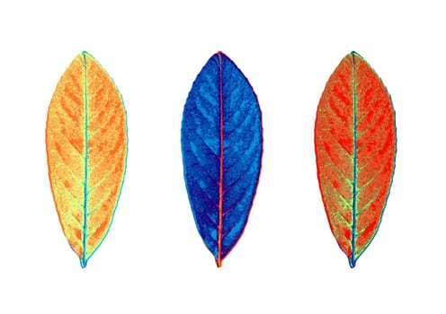 Illustration of three individual leaves against white background.