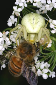Spider lunching on a bee