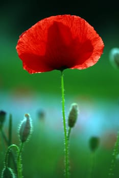 Detail of poppy in poppy field