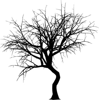 Detailed silhouette of a winter tree