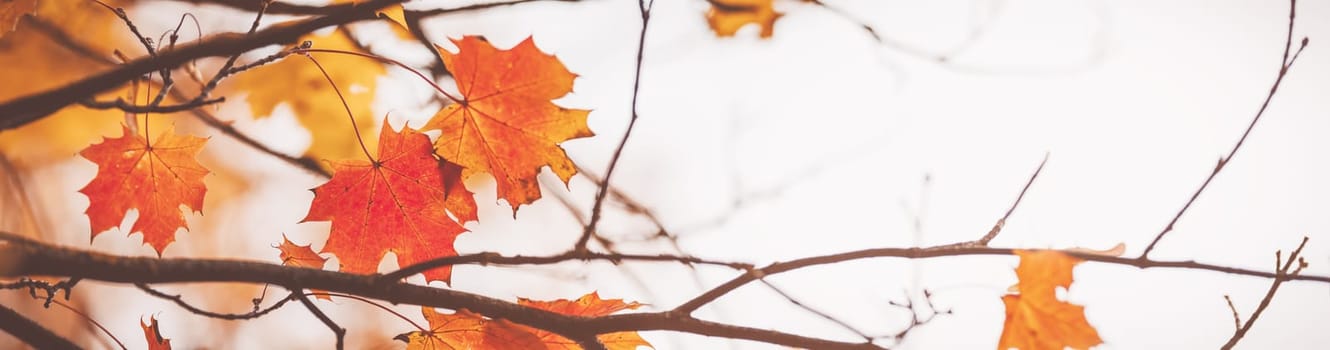 Panoramic view of the maple's branches in nature in autumn. Beautiful autumnal season in natural park.