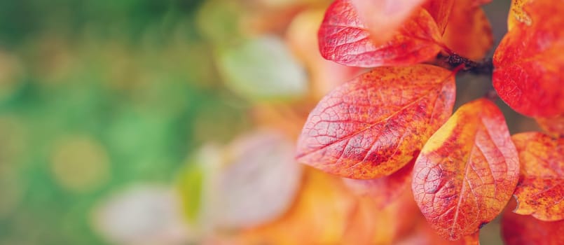 Close-up view of the branch with colourful leaves in autumnal park. Concept of wallpaper and banner.