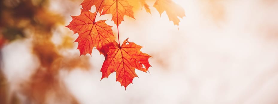 Panoramic view of the maple's branches in nature in autumn. Beautiful autumnal season in natural park.