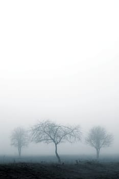 trees in fog with white for copyspace