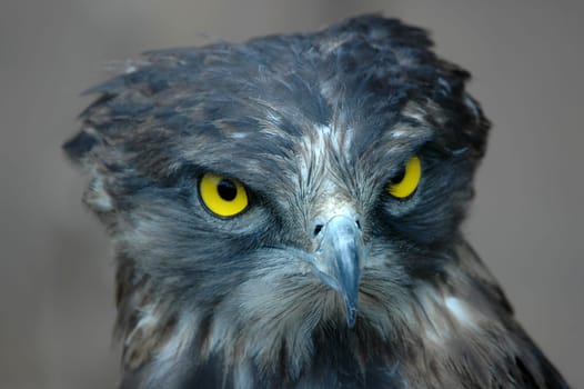 The sharp look of a snake eagle.