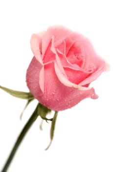 Pink rose