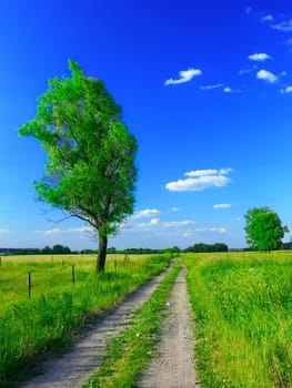 Summer landscape with green grass nad deep blue sky