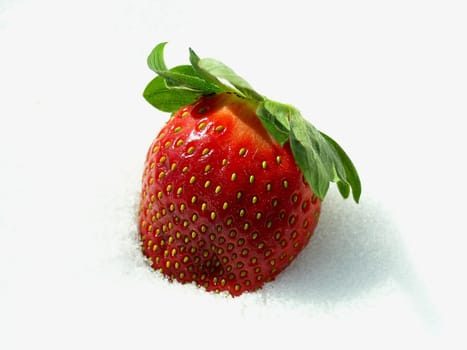 One Strawberry over the white snow background in sunny cold winter day. In picture is used controversy between summer fruit and winter when snow cover the earth.