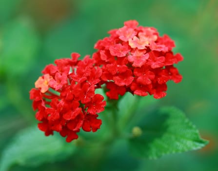 Red in wilderness