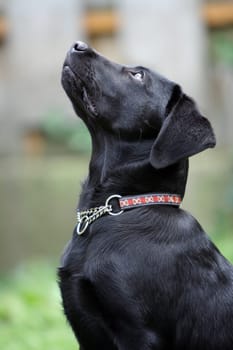 Black dog