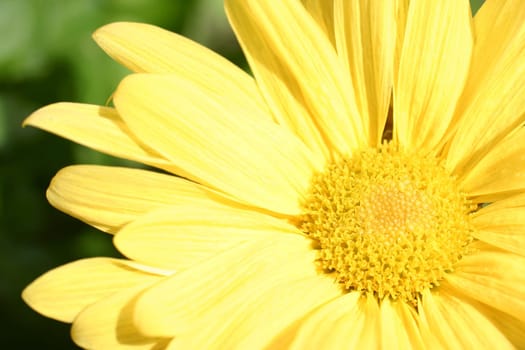 A macro of a yellow mum with the sun shining bright