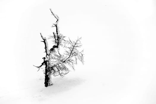Lone tree in Semenic Mountains, Romania