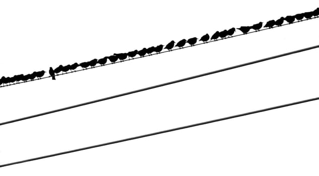 Birds Waiting on a Telephone wire all facing one direction, accept for one.