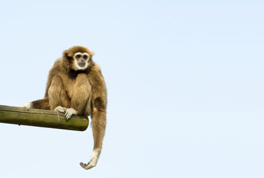 White-Handed Gibbon Sitting Down on a log against blue sky