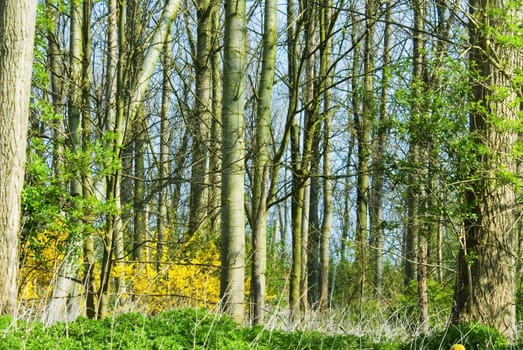 colourfull forest