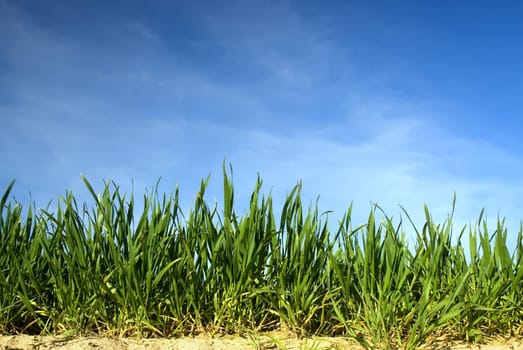 green grass on horzon with blue sky