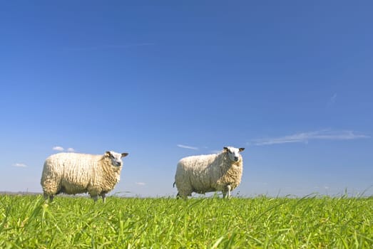 sheep on grass with blue sky, standing on a hill