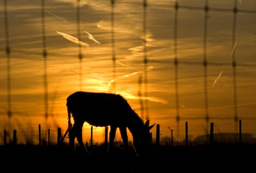 colorful sunset with backlit mule grazing behind fence