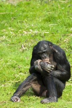 ape sitting in grass, sucking its thumb