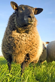 sheep on grass with blue sky, looking at the camera