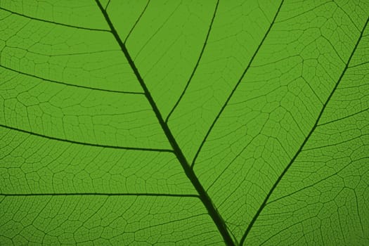 Background as anatonomy of leaf in green
