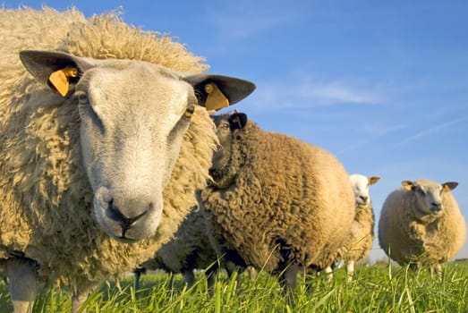 sheep on grass with blue sky, looking at the camera